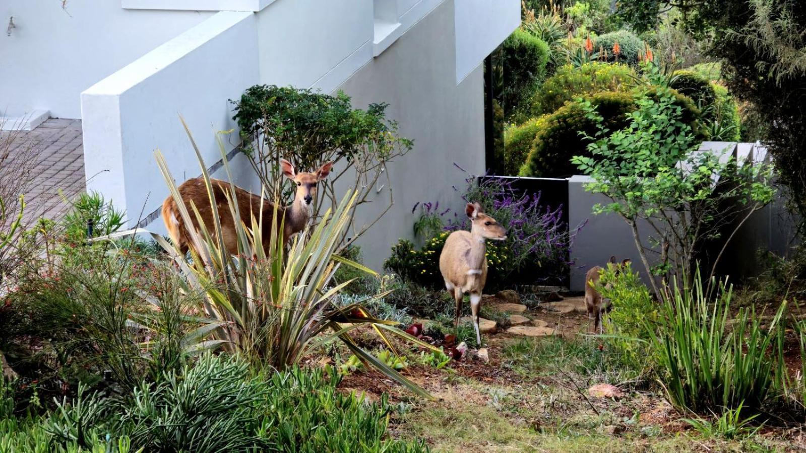 Oubaai By Raw Africa Collection Villa